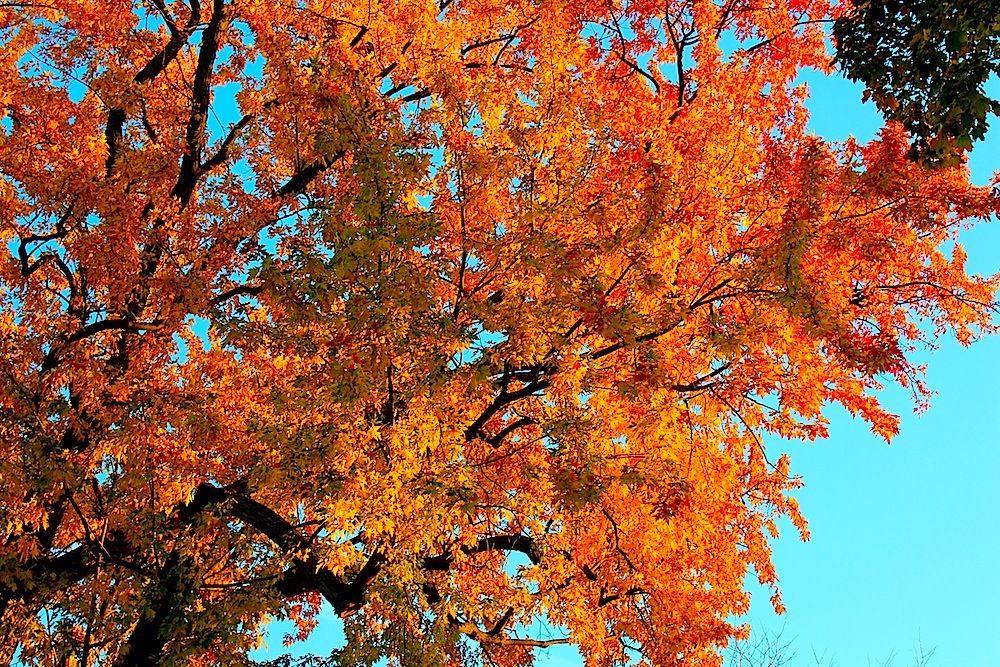 Autumn tree with red, orange leaves and a blue sky as background.